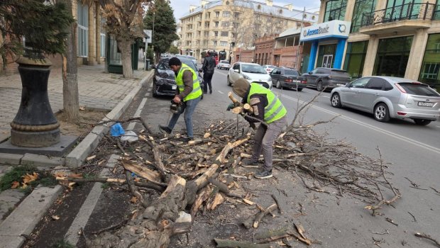 Gəncədə güclü külək ağacları aşırdı &ndash; FOTO