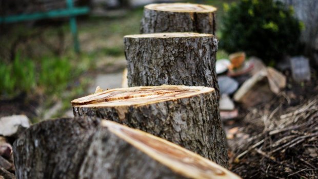 Ölkə ərazisində yaşıllıqların qanunsuz kəsilməsi faktları AŞKARLANDI