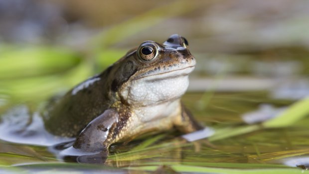Ötən il Azərbaycan 23 ton qurbağa əti satıb - RƏSMİ