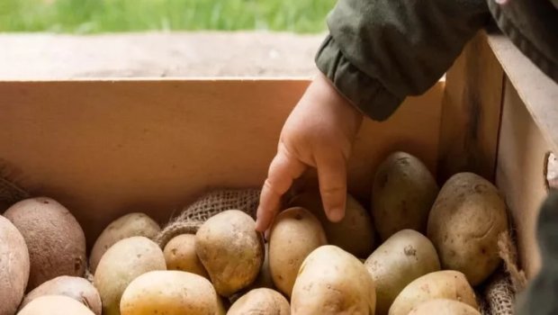 Bu kartofları yeməyin - Xəstəxanalıq olarsınız