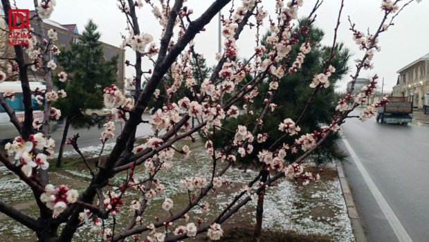 Vaxtsız yağan qar, fermerlərin narahatlığı &ndash; Məhsuldarlıq aşağı düşəcək? &ndash; FOTO
