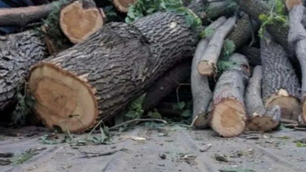 Bakı və daha 3 bölgədə yaşıllıqlara 63 min manatdan çox ZİYAN VURULDU