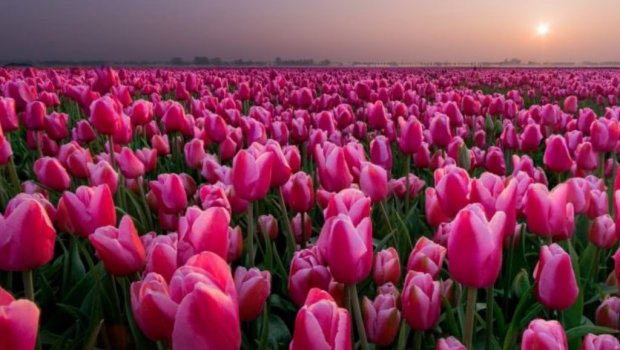 400 yaşını qeyd edən &ldquo;yeməli&rdquo; çiçəklər &ndash; Cəmi üç dənəsinə ev almaq mümkün idi