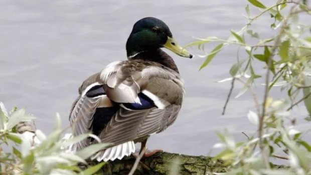 Bişirmək istədiyi ördəyin mədəsindən qızıl tapdı