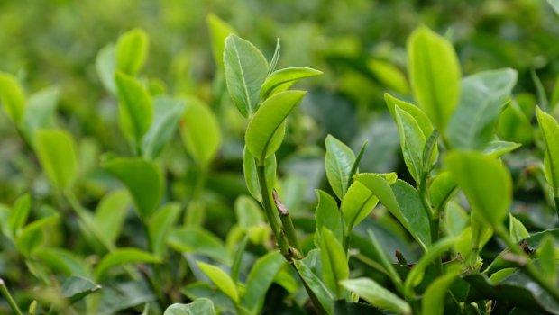 Qara və yaşıl çay arasındakı əsas fərq nədir? - FOTO