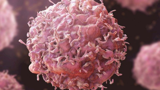 Xərçəngin dərmanı bu heyvanda imiş