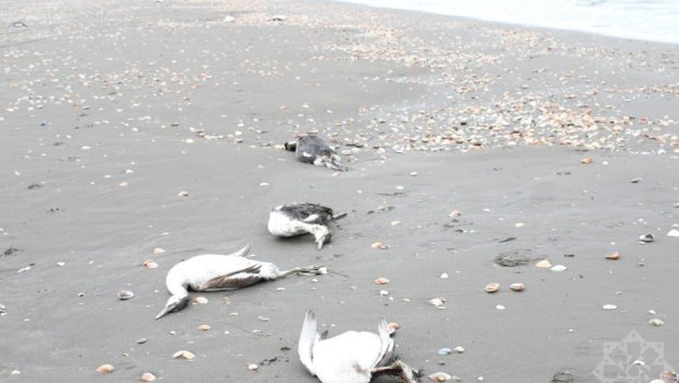 Xəzər sahillərində MÜƏMMA &ndash; Niyə məhz bu növ quşlar tələf olur?