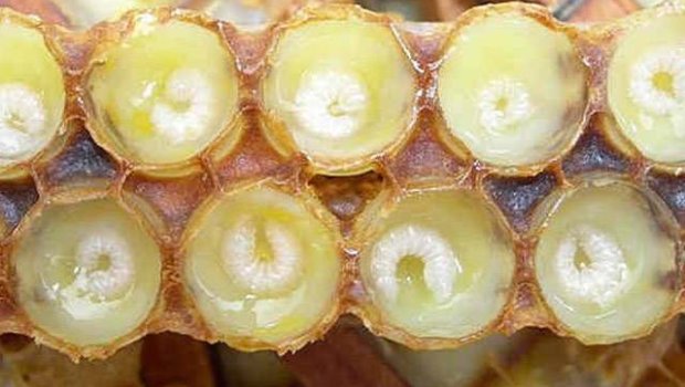 Azərbaycanda cəmi 254 kiloqram istehsal olunub, qramı 6.8 manata satılır