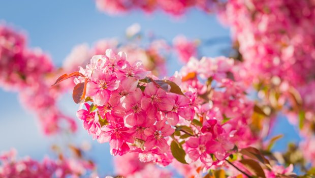 SABAHIN HAVASI: 17 dərəcə isti olacaq