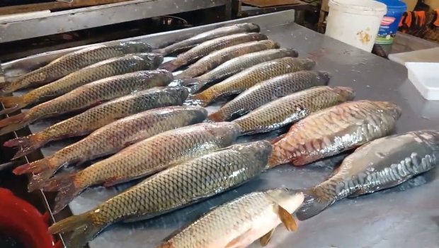 Balıq alarkən DİQQƏTLİ OLUN - VİDEO