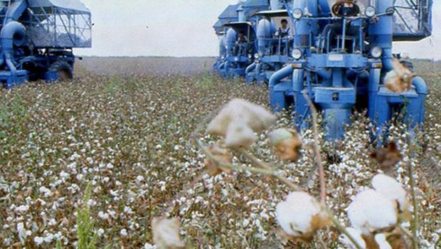 Azərbaycan pambıq ipliyi istehsalını artırıb