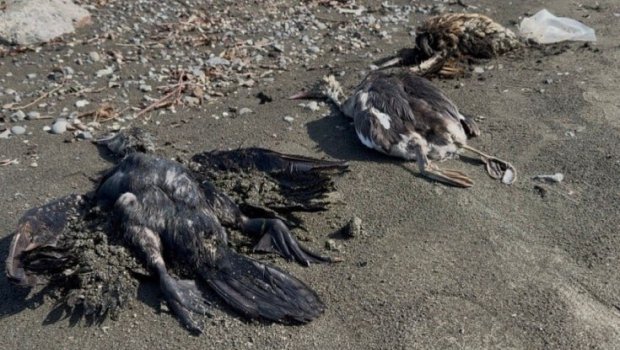 Lənkəranda köçəri quşlar kütləvi tələf oldu - FOTO