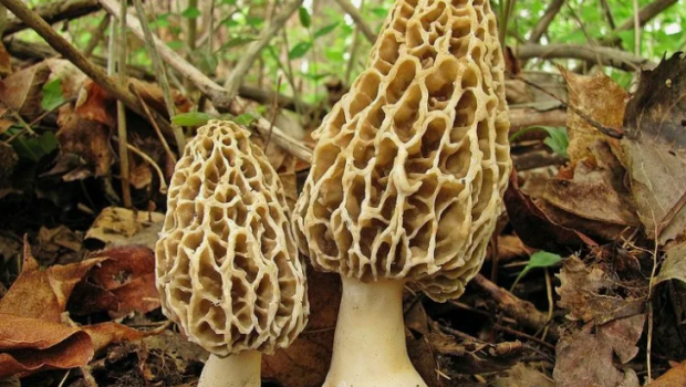 Günlərlə dağlarda axtarırlar: 2-3 kq tapan "qızıl tapmış kimi" sevinir