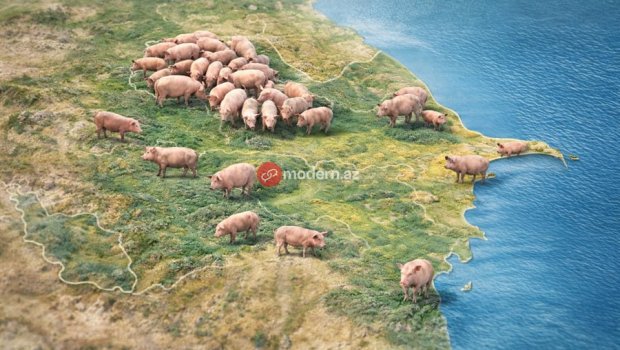 Azərbaycanda donuzlar çoxalır &ndash; Bölgələr üzrə RƏQƏMLƏR
