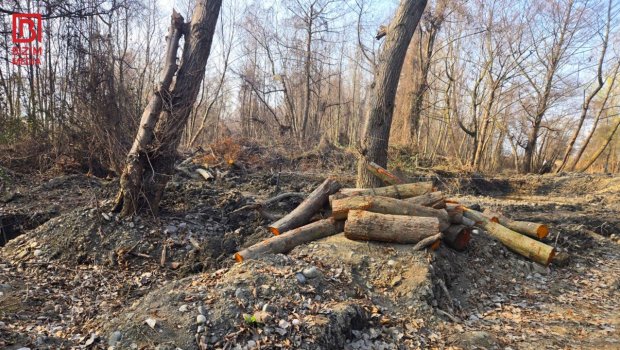 Xaçmazda ekoloji təhlükə &ndash; &ldquo;Qırmızı kitab&rdquo;a düşən qızılağacları kim məhv edir? - VİDEO