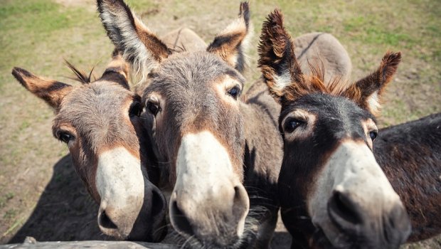 Uzunqulaqların sayı kəskin azalıb: Səbəb nədir? &ndash; VİDEO