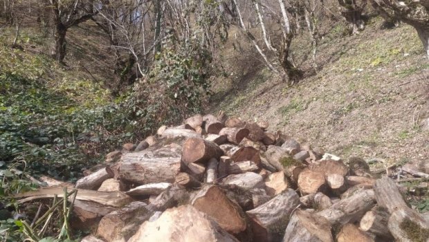 Oğuzda ağacların kəsilməsinə görə cinayət işi başlanılıb - FOTO