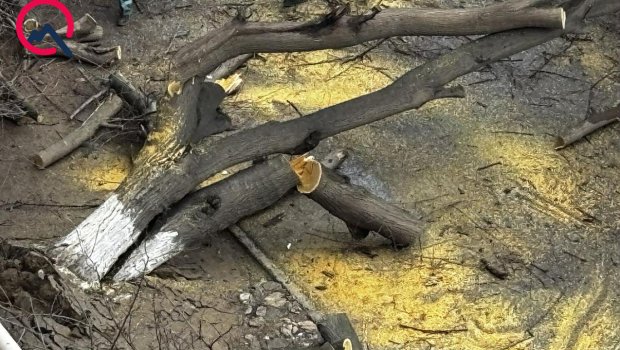 Qaraçuxurda ağac yola aşdı - Hərəkət məhdudlaşdı &ndash; FOTO