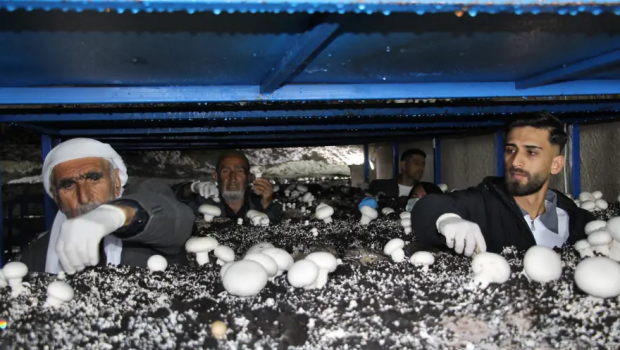 2 min illik mağaranı çörək ağacına çevirdi: Ayda 3 ton məhsul götürür &ndash; FOTO