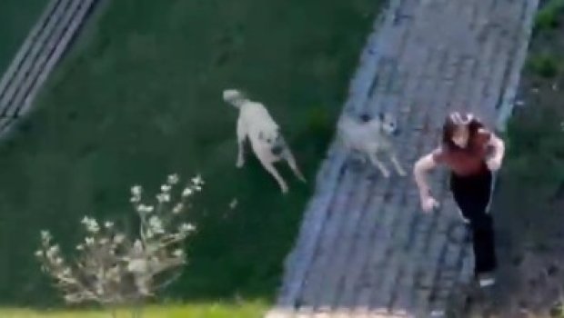 Bakıda tələbə qıza sahibsiz itlər hücum edib - VİDEO