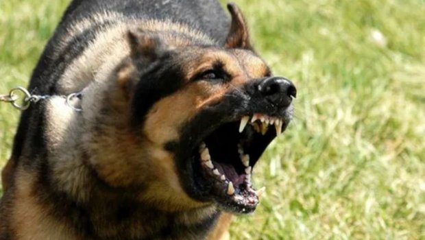 Biləsuvarda 10 yaşlı məktəblini dərsə gedərkən it dişlədi &ndash; FOTO