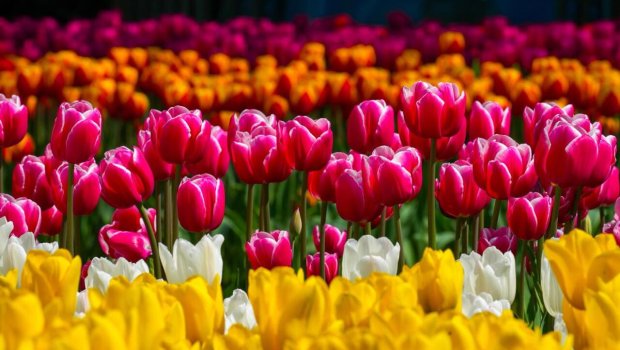 Bakı bulvarı dağlalələri ilə yenidən rəngə boyandı - FOTOlar