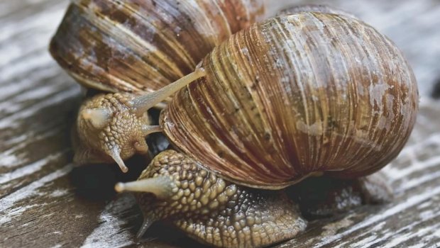 Həyətdəki ilbizlərdən necə qurtulmaq olar?