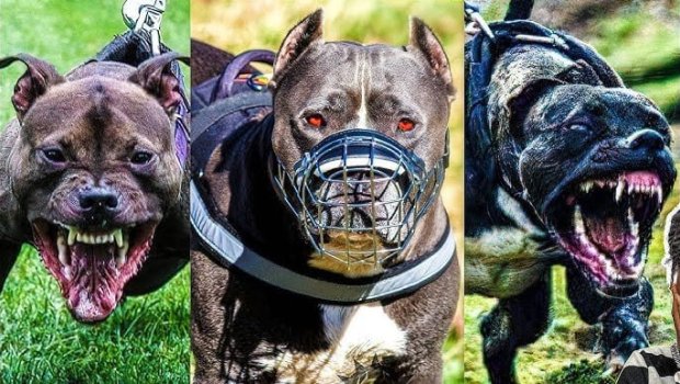 Aqressiv it cinslərinin yaratdığı ÖLÜM TƏHLÜKƏSİ - Onların hücumlarına görə kim cavabdehdir?