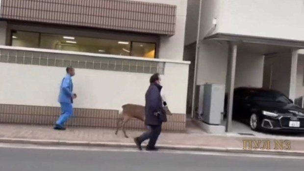 Yaponiyada maral polisə belə &ldquo;təslim oldu&rdquo; - ANBAAN VİDEO