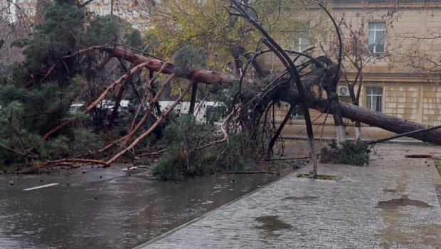 Bakıda ağac aşdı - Yol bağlandı
