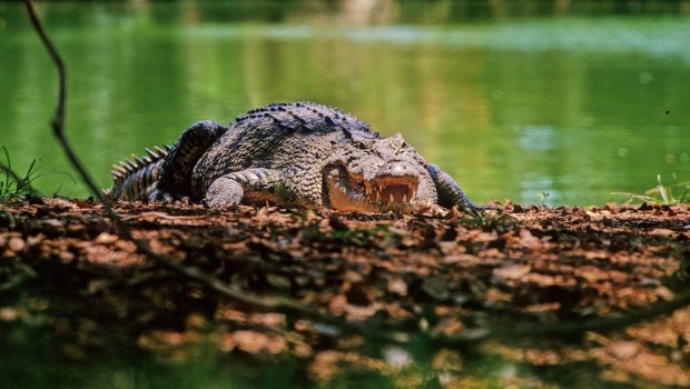 Hindistanda qeyri-adi TAKTİKA &ndash; Sərhədi ilan və timsahlar qoruya bilər