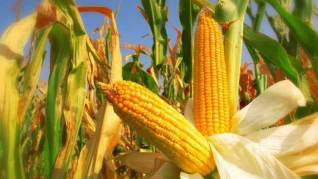 Həm arıqladır, həm gözəlləşdirir