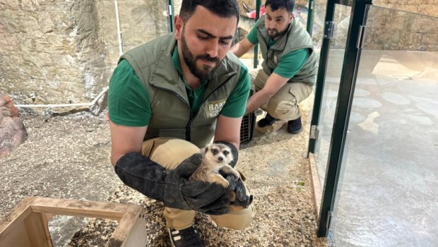 &ldquo;Poniland&rdquo;da qanunsuz saxlanılan vəhşi heyvanlar xilas edildi &ndash; FOTO