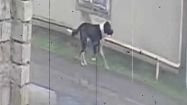 Mərdəkanda sahibsiz it səkkiz nəfərə hücum edib - Sakinlər təşviş içində - VİDEO