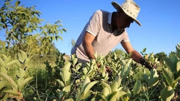 Hər gün bir stəkan içənlərin ürəyi yenilənir