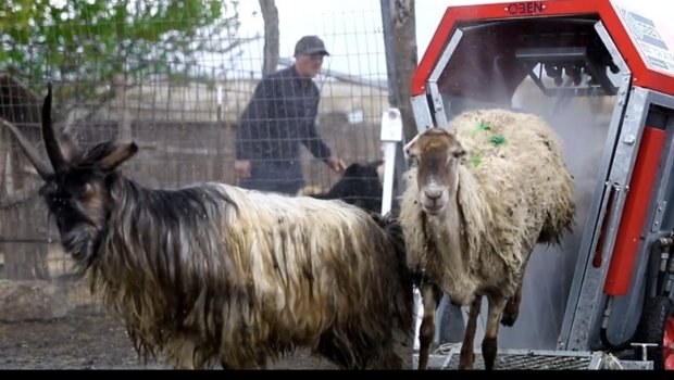 Azərbaycanda qoyunları belə çimizdirəcəklər &ndash; FOTO