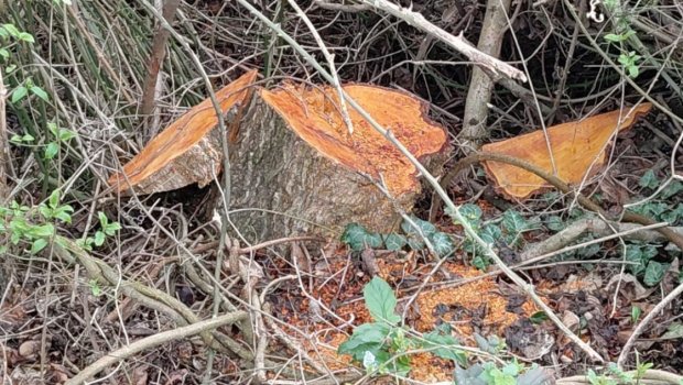 Oğuzda 30 ədəd qızılağac kəsildi: Saxlanılan var &ndash; FOTO