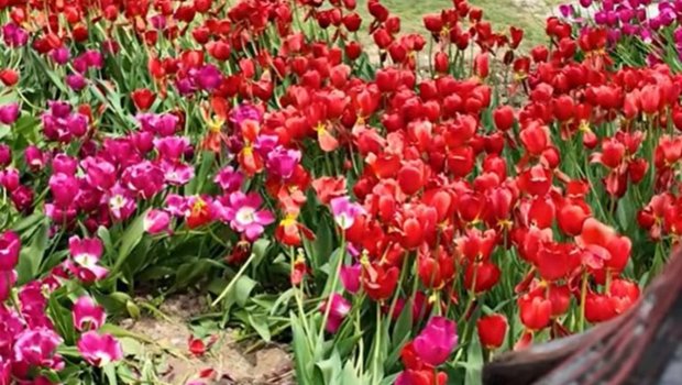 Bulvarda əkilən gülləri kim bu hala salıb? - VİDEO