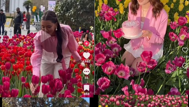 Bulvarda gülləri əzənlər tanınmış blogerlər imiş - ADLAR - FOTO