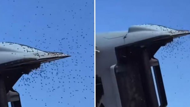 Arılar İsrail ordusunu &ldquo;məğlub etdi&rdquo; &ndash; VİDEO