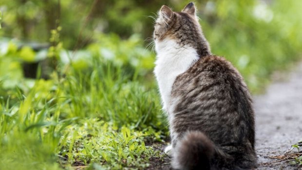 Həyətinizdə bu güllər varsa, diqqət!