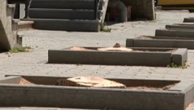 Bakıda ağacları kim kəsib? - Video