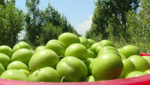 Azərbaycanda alça bağlarında DƏHŞƏTLİ xəstəlik yayıldı - VİDEO