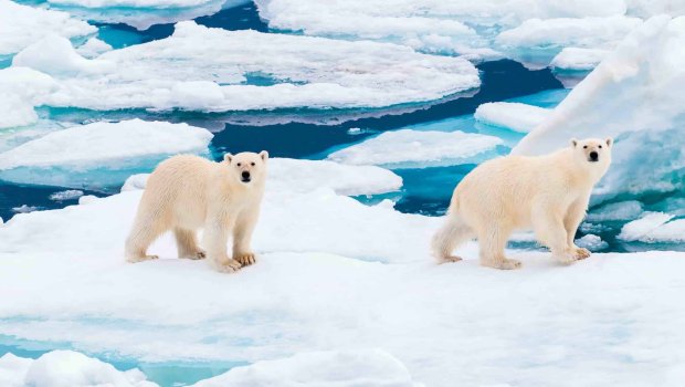 Ağ ayılar niyə yox olur?