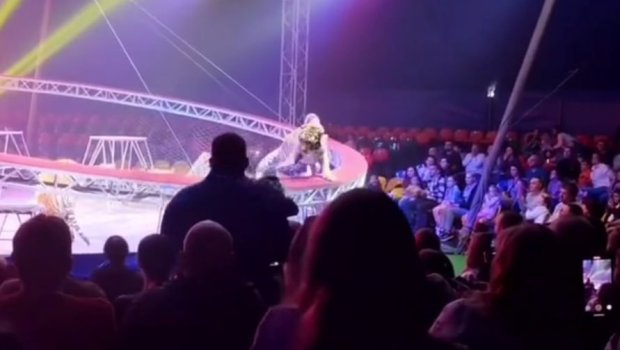 Sirkdə qorxulu anlar: Pələng sirkdə tamaşaçıların oturduğu zonaya girdi &ndash; VİDEO