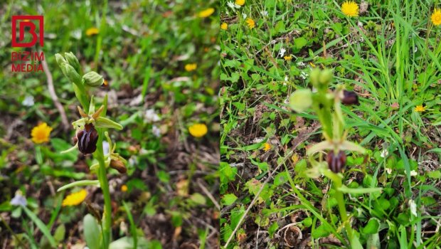 Qubalı sakin: Xarıbülbül təkcə Şuşada bitmir - VİDEO