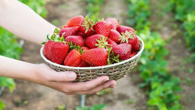ÇİYƏLƏYİ hansı vaxtda yemək daha faydalıdır?