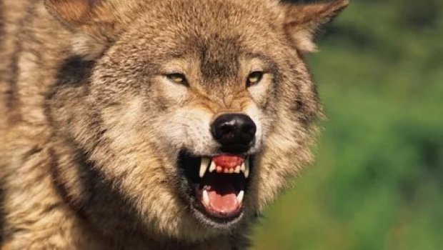 İmişlidə canavarlar kəndə hücum etdi &ndash; ANBAAN VİDEO