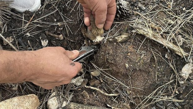 Meşə yandı, sərvət ortaya çıxdı &ndash; Kiloqramı 264 manata satılır &ndash; FOTO