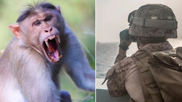 Hörmüzə doğru yola çıxmışdı &ndash; Meymunun hücumuna MƏRUZ QALDI